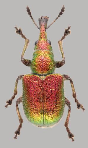 Réf. 317 668 : Rhynchites auratus